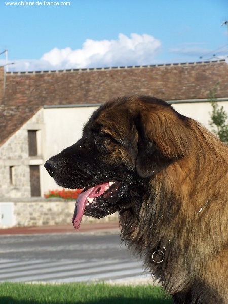 Unick du Pont des Aulnes